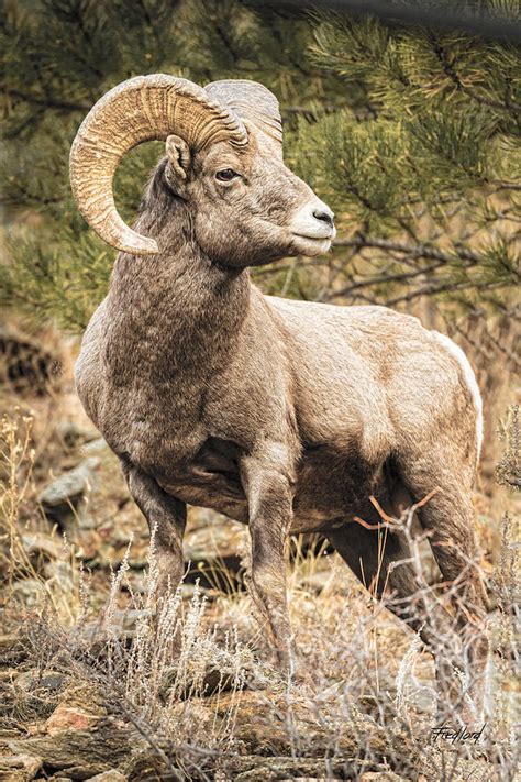 The Official Mammal of <b>Colorado</b> and Symbol of <b>Colorado</b> Wildlife. . Rocky mountain bighorn sheep colorado